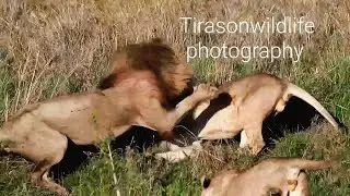 Black Rock Male Lions Vs Molibany Males | Full Confrontation | Lion Warfare | 3 November 2024