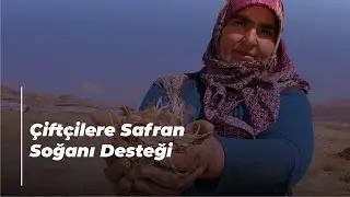 Çiftçilere Safran Soğanı Desteği