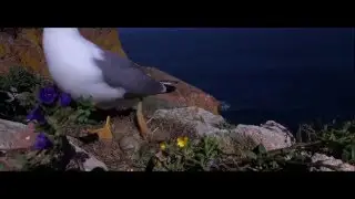 Berlengas um arquipélago com vida
