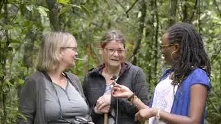 Walking in Mabira tropical forest | SAFARI IN UGANDA