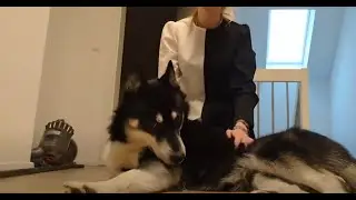 Partnerlook mit Husky 💙 | 🐺 Husky Goraidh 🐾