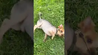 #pets #pet #dog #puppy #morning #motivation #йорк #собака #утренняярутина