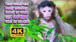 One-week-old baby monkey learns to walk and forage with its mother​ | 4K