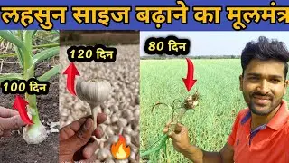 लहसुन साइज ओर वजन बढ़ाने का रामबाण समाधान 🔥how to increase the size of garlic #garlicfarming#लहसुन🔥🔥