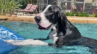 Funny Great Dane Learns How To Use a Pool Floatie