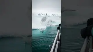 Penguins Avoid a Giant Orca, Jumped Into Boat Close Call Saves Them #wildlife #nature #penguins