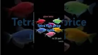 Tetra fish price in india #aqascape