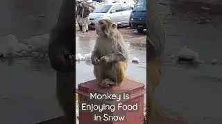 Monkey Enjoying Food