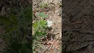 Stinging Nettle