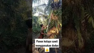 Pohon sawit yg di sukai pemanen#videoshort #kelapasawit#panen #pokokrendah