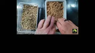 Removing eggs from Protobothrops mucrosquamatus. #reptizoo #reptilesofasia #thelivingvivarium