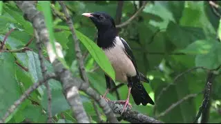 Adult Rosy Starling - Pastor roseus - Roze spreeuw / Oostakker - Belgium / 3-6-2021