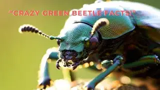 &ldquo;Green Beetle Facts That Will Blow Your Mind! 🪲✨ | Macro Jungle&rdquo;