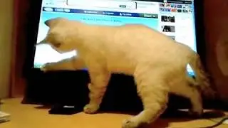 Chat Clochette se cache