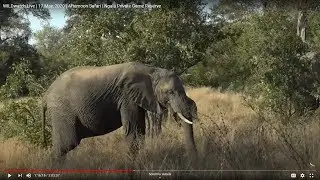 WILDwatch Live | 19 May, 2020 | Morning Safari | Ngala Private Game Reserve