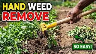Hand Weeder