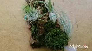 Tillansia Bartramii, Til. Caput-medusae, Til. ionantha  посадка на блок.