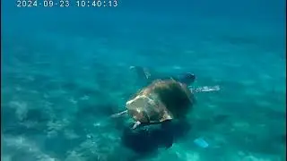 sea turtle near Athens#sports #greece #athensriviera #greektravel #summergreece #athens #seaturtle