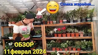 Дилёрбек қува гуллари. ОБЗОР - 11 феврал 2024