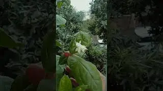 gazab ka sunder baily ka phool khila hua #viral #flowers #balconi garden