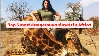 Top 5 most dangerous animals in Africa | Animals to avoid in Africa | TopSpot Prime dangerous animal