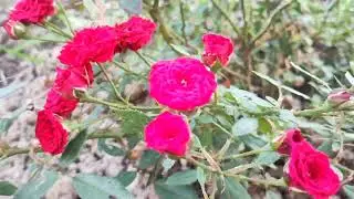 Daily blooming rose plant variety | Red Rose 🌹