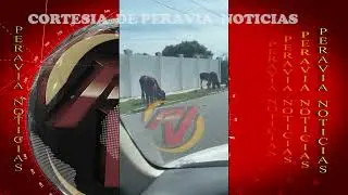 Animales sueltos en la avenida Fabio Herrera: un peligro latente que persiste en Ban&iacute;