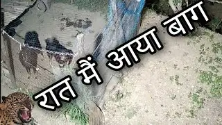 Bhotia dogs ll रात के समय आ गया बाग ll डब्बू के पंजे मै लग गयी ll @bharatkdogs