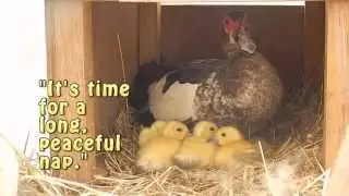 Raising Ducks: The Adventures of Three Muscovy Ducklings