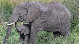 Elephants' special genes prevent cancer