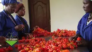 Ubuhinzi bw'urusenda muri 