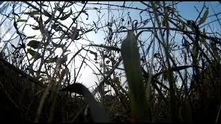 Betaflight 3.3.3 - wrong (too low) D setpoint transition setup