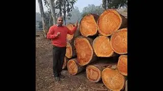 Eucalyptus Wood,Uttarakhand Forest Development Corporation Eucalyptus wood Contact No- 8445303859.