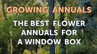 The Best Flower Annuals for a Window Box