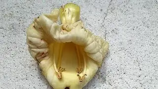 &sup2;⁵ Katsagon मरॊड़फली Marodphali (Fernandoa adenophylla)