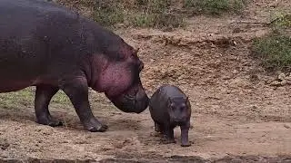 Baby Hippo's Day Out