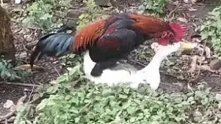 rooster and duck