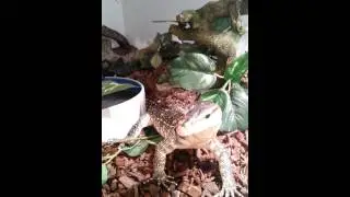 CBB Water Monitor update