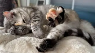 This sweet cat wakes up and stretches her toe beans 🐾