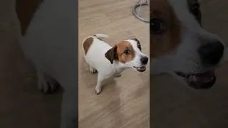 Угощение Виллу и Николь🐕👍 #джекрасселтерьер #shortsyoutube #jackrussellterrier