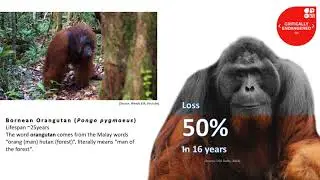 Lowland Rain Forest Borneo