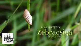 Zebracsiga (Zebrina detrita)