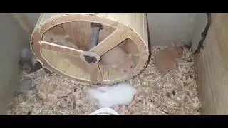 Hamster on jogging wheel
