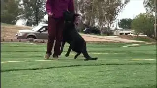 Cerberus aus dem Tal