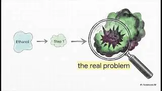 Alcohol and The Journey of a Drink - What alcohol does to the body