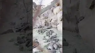 Hyrax feeding &hearts;️🔥😱#hyrax #hyraxfeeeding ##feedingpets #pets #short