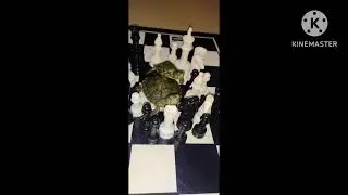 Journey {2020 to 2022}#redearedsliderturtle#like4like#vlog#turtl#vlog#viralshorts#4kfullscreenstatus