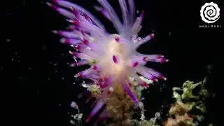 Coryphellina sp.