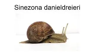 Sinezona Danieldreieri