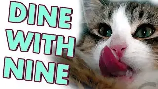 Обзор корма для кошек Chicken Velvet Mousse Adult Cats от Tiki Cat